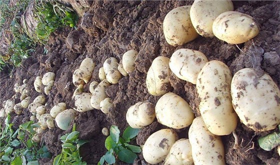 土豆帮分析水分对马铃薯生长、结薯的影响