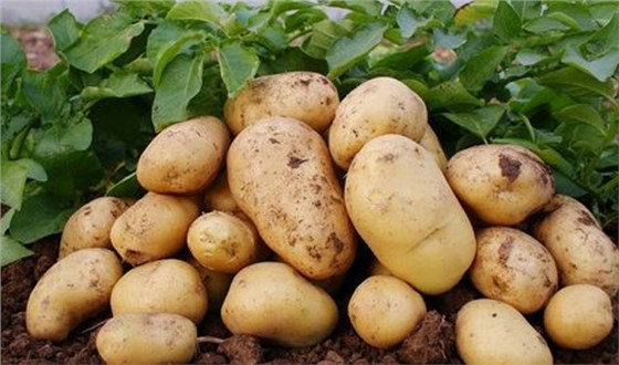 马铃薯种植的四项田间管理