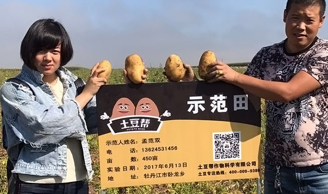 土豆帮告诉您春土豆种植的五个高产秘诀