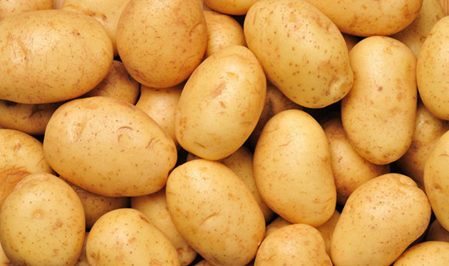 中国马铃薯栽培面积达9000万亩　早熟品种面积达45%